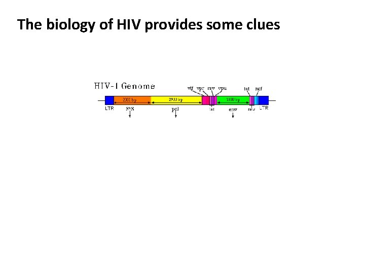 The biology of HIV provides some clues 