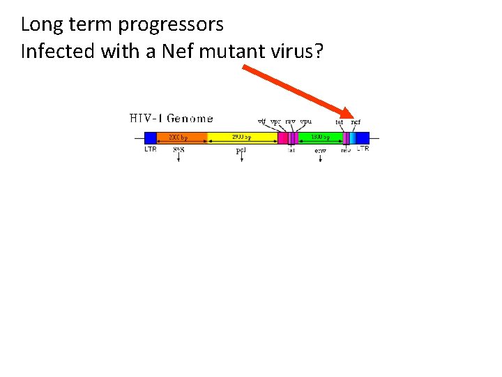 Long term progressors Infected with a Nef mutant virus? 