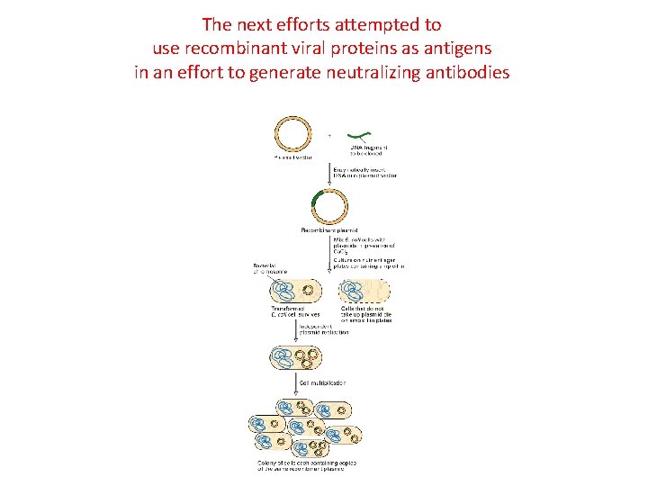 The next efforts attempted to use recombinant viral proteins as antigens in an effort