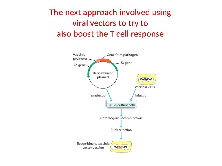 The next approach involved using viral vectors to try to also boost the T