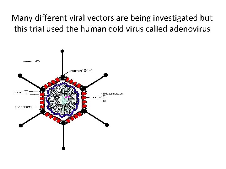 Many different viral vectors are being investigated but this trial used the human cold