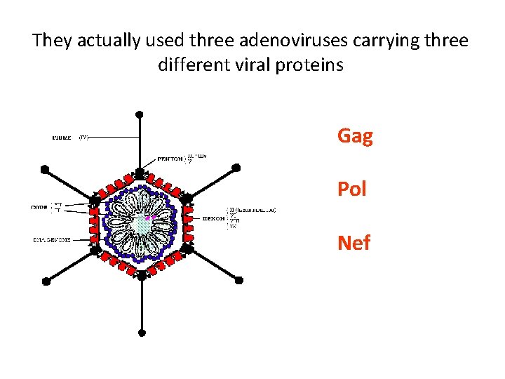 They actually used three adenoviruses carrying three different viral proteins Gag Pol Nef 