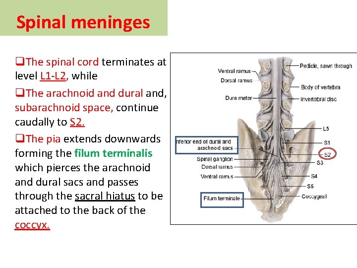 Spinal meninges q. The spinal cord terminates at level L 1 -L 2, L