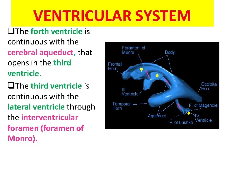 VENTRICULAR SYSTEM q. The forth ventricle is continuous with the cerebral aqueduct, that opens