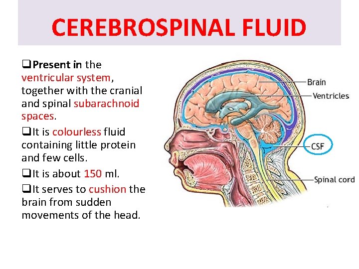 CEREBROSPINAL FLUID q. Present in the ventricular system, together with the cranial and spinal