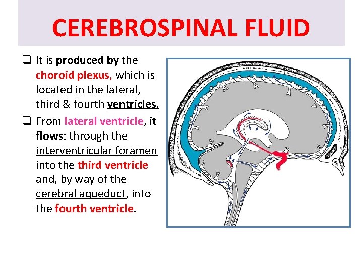 CEREBROSPINAL FLUID q It is produced by the choroid plexus, which is located in