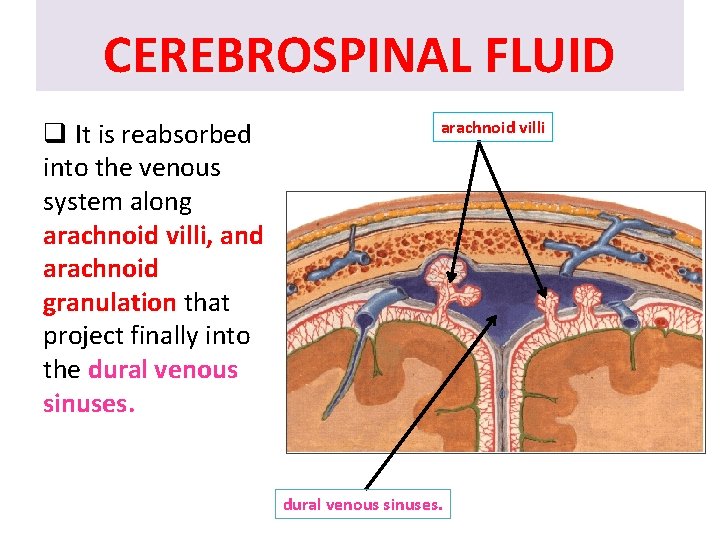 CEREBROSPINAL FLUID q It is reabsorbed into the venous system along arachnoid villi, and