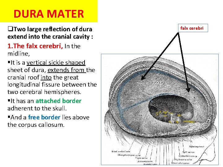 DURA MATER q. Two large reflection of dura extend into the cranial cavity :