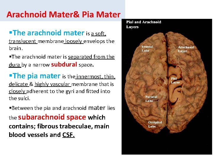 Arachnoid Mater& Pia Mater §The arachnoid mater is a soft, translucent membrane loosely envelops
