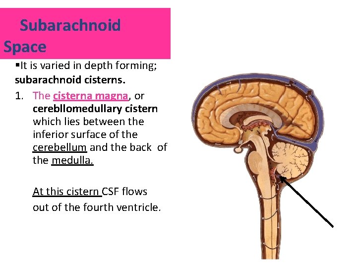 Subarachnoid Space §It is varied in depth forming; subarachnoid cisterns. 1. The cisterna magna,