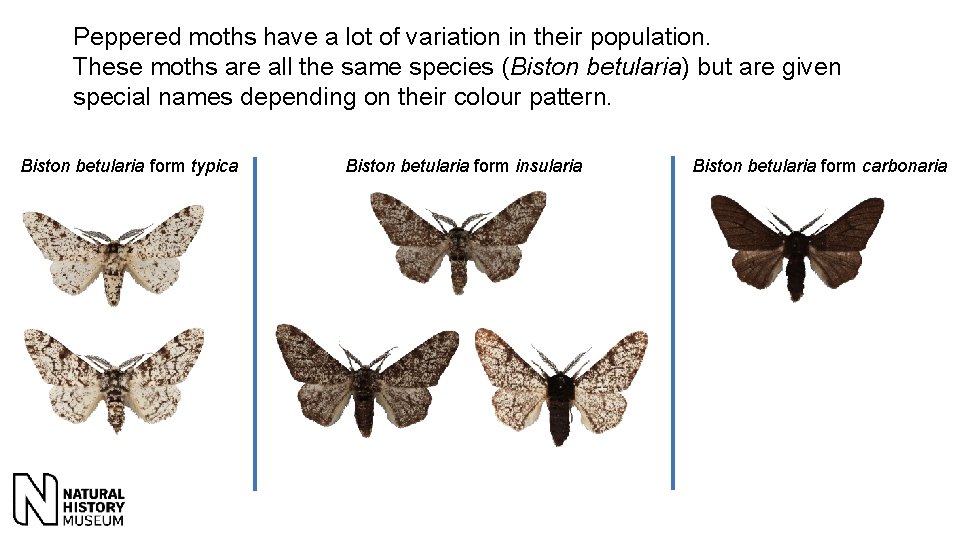 Peppered moths have a lot of variation in their population. These moths are all