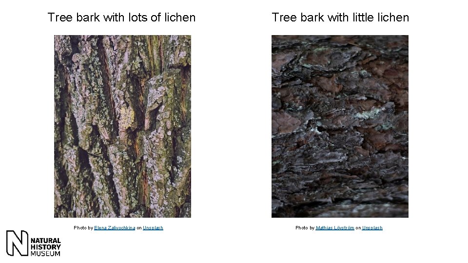 Tree bark with lots of lichen Photo by Elena Zalivochkina on Unsplash Tree bark