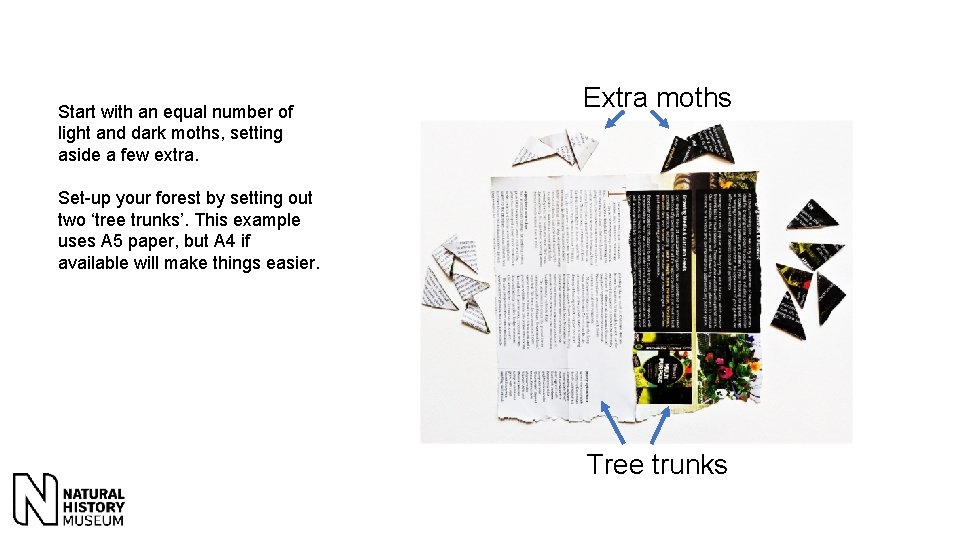 Start with an equal number of light and dark moths, setting aside a few