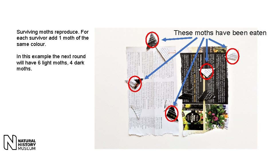 Surviving moths reproduce. For each survivor add 1 moth of the same colour. In