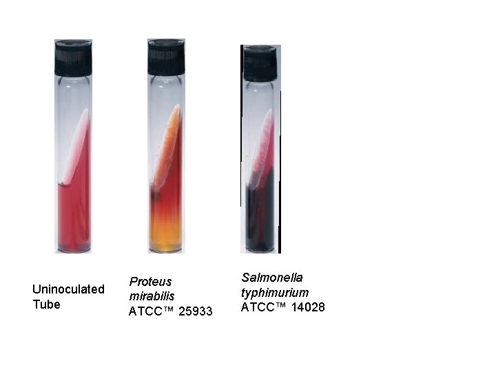 Uninoculated Tube Proteus mirabilis ATCC™ 25933 Salmonella typhimurium ATCC™ 14028 