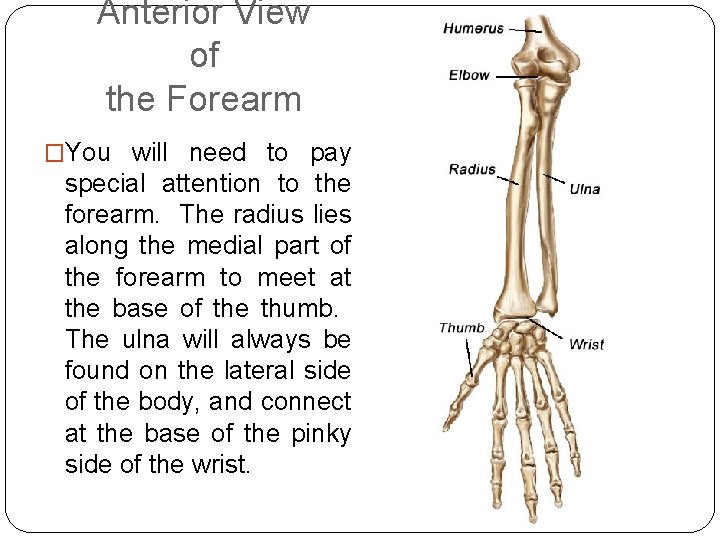Anterior View of the Forearm �You will need to pay special attention to the
