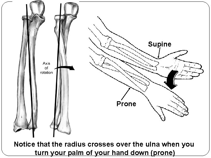 Supine Prone Notice that the radius crosses over the ulna when you turn your