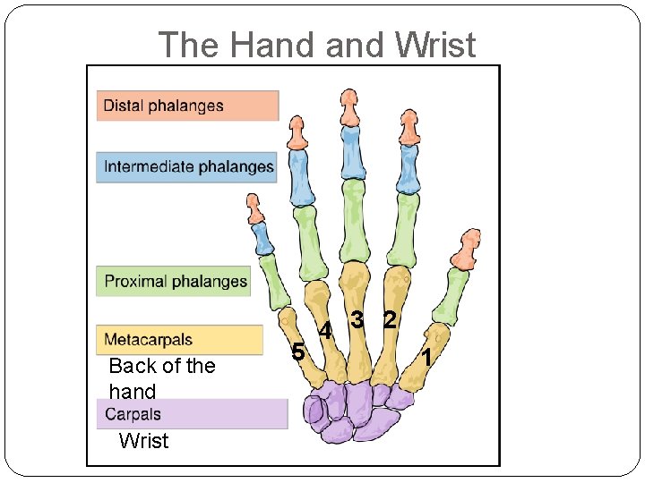 The Hand Wrist Back of the hand Wrist 5 4 3 2 1 