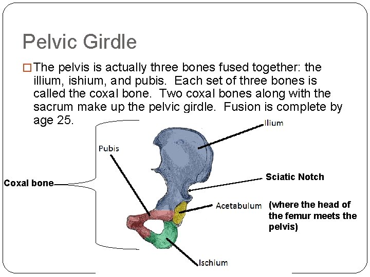 Pelvic Girdle � The pelvis is actually three bones fused together: the illium, ishium,