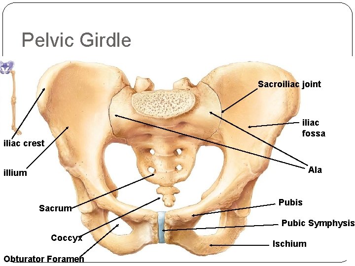 Pelvic Girdle Sacroiliac joint iliac fossa iliac crest Ala illium Sacrum Pubis Pubic Symphysis