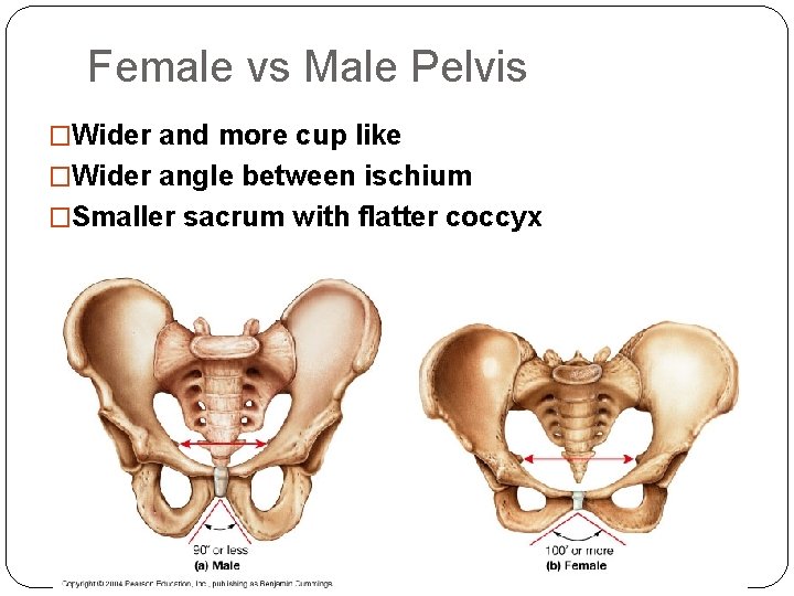 Female vs Male Pelvis �Wider and more cup like �Wider angle between ischium �Smaller