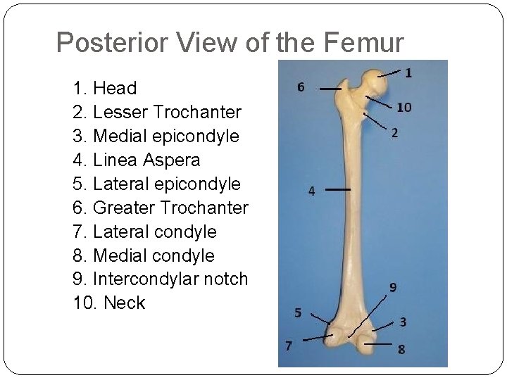 Posterior View of the Femur 1. Head 2. Lesser Trochanter 3. Medial epicondyle 4.