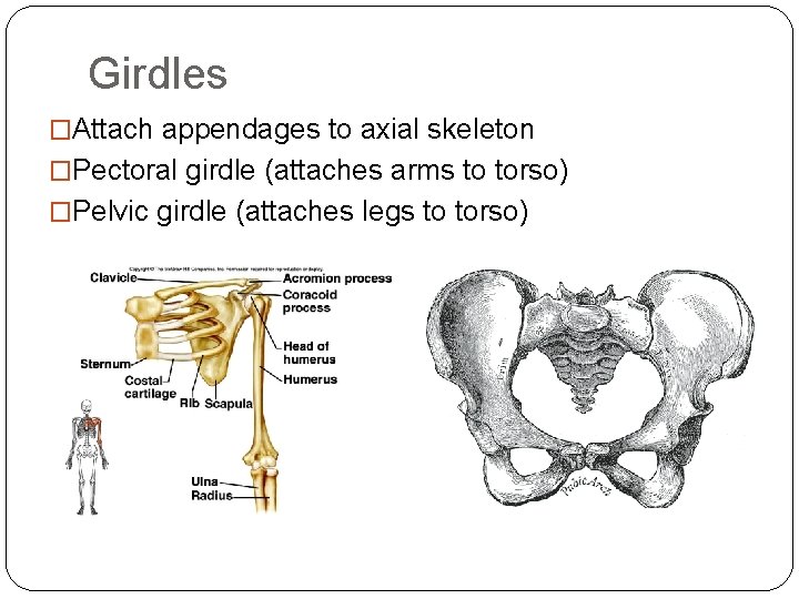 Girdles �Attach appendages to axial skeleton �Pectoral girdle (attaches arms to torso) �Pelvic girdle