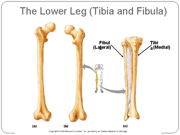 The Lower Leg (Tibia and Fibula) Fibul (Lateral) a Tibi a (Medial) 