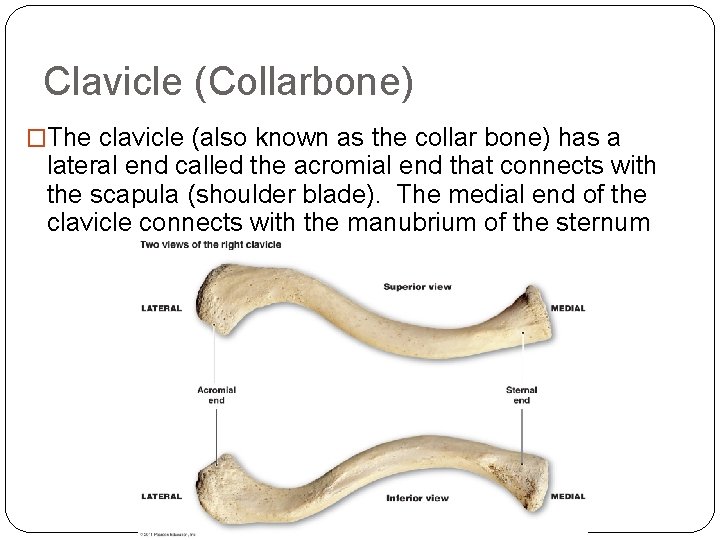 Clavicle (Collarbone) �The clavicle (also known as the collar bone) has a lateral end