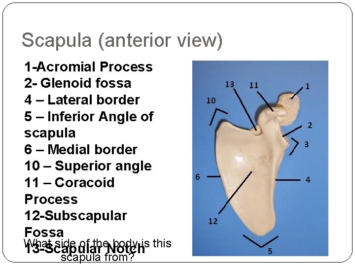 Scapula (anterior view) 1 -Acromial Process 2 - Glenoid fossa 4 – Lateral border