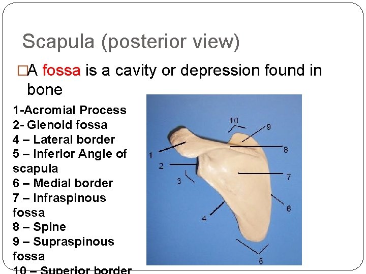 Scapula (posterior view) �A fossa is a cavity or depression found in bone 1