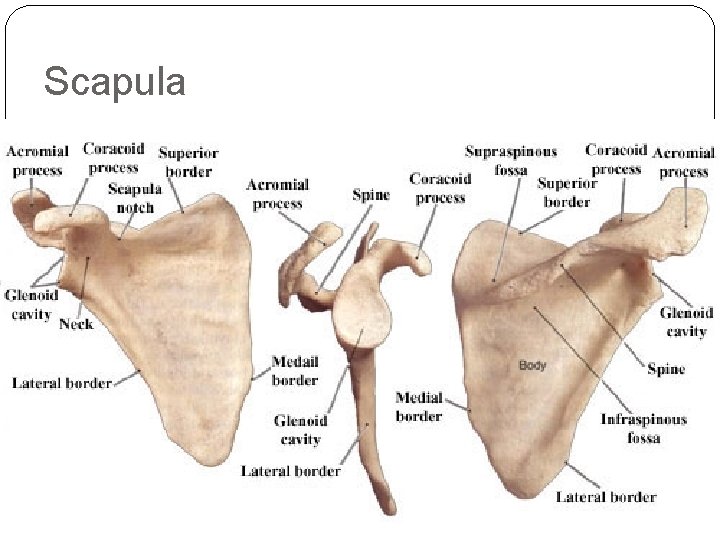 Scapula 