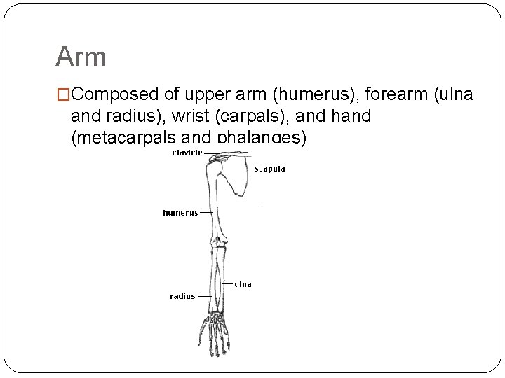Arm �Composed of upper arm (humerus), forearm (ulna and radius), wrist (carpals), and hand