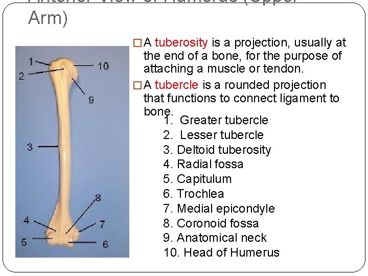 Anterior View of Humerus (Upper Arm) � A tuberosity is a projection, usually at