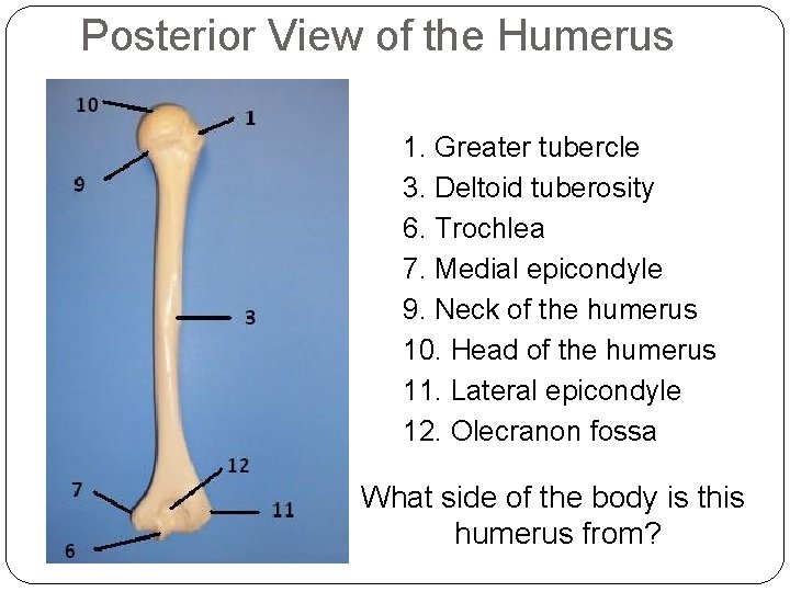 Posterior View of the Humerus 1. Greater tubercle 3. Deltoid tuberosity 6. Trochlea 7.