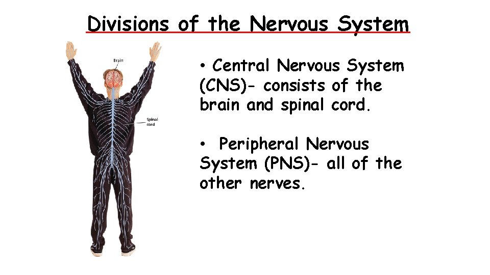 - Divisions of the Nervous System • Central Nervous System (CNS)- consists of the