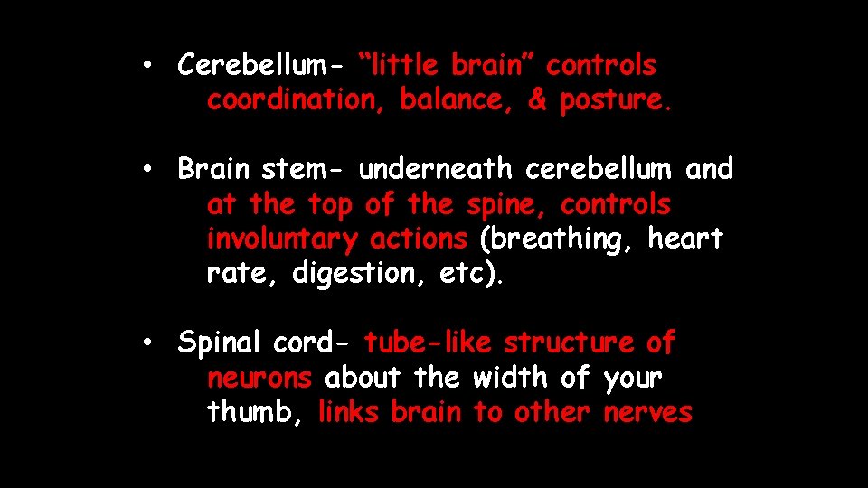  • Cerebellum- “little brain” controls coordination, balance, & posture. • Brain stem- underneath
