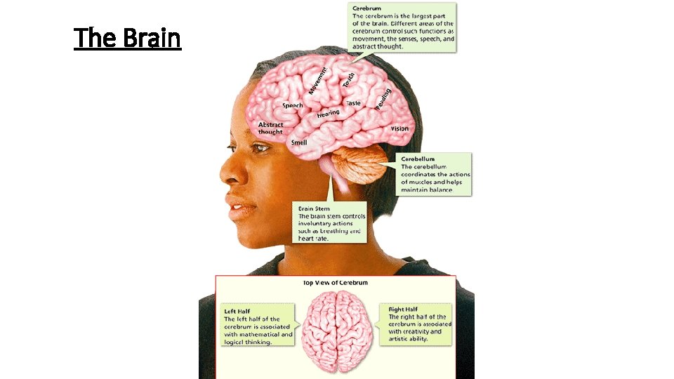 - Divisions of the Nervous System The Brain 