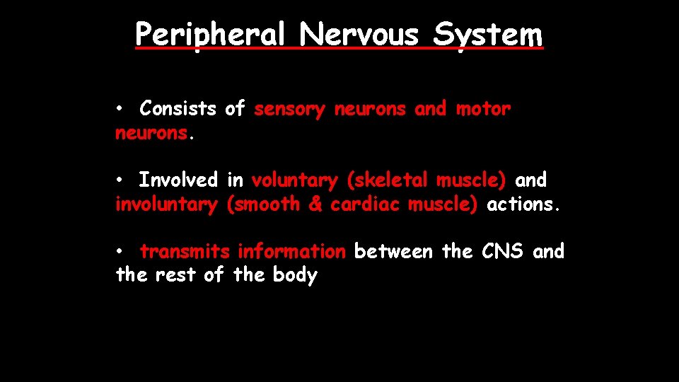 Peripheral Nervous System • Consists of sensory neurons and motor neurons. • Involved in