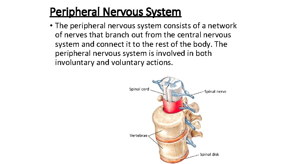 - Divisions of the Nervous System Peripheral Nervous System • The peripheral nervous system