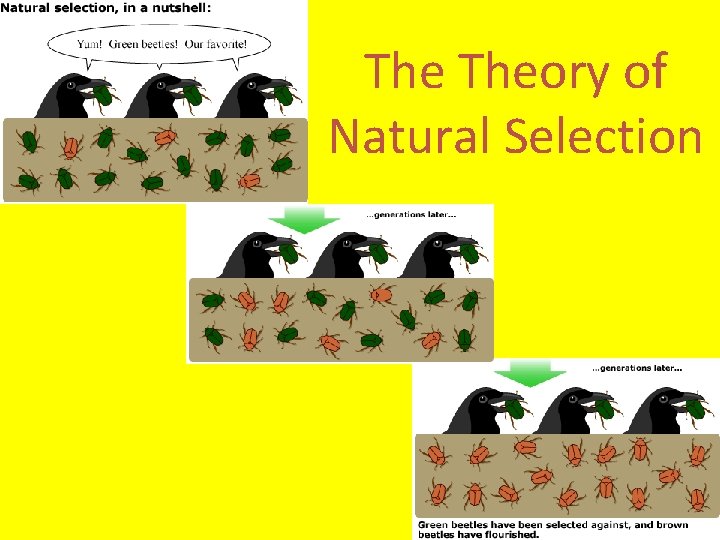 The Theory of Natural Selection 