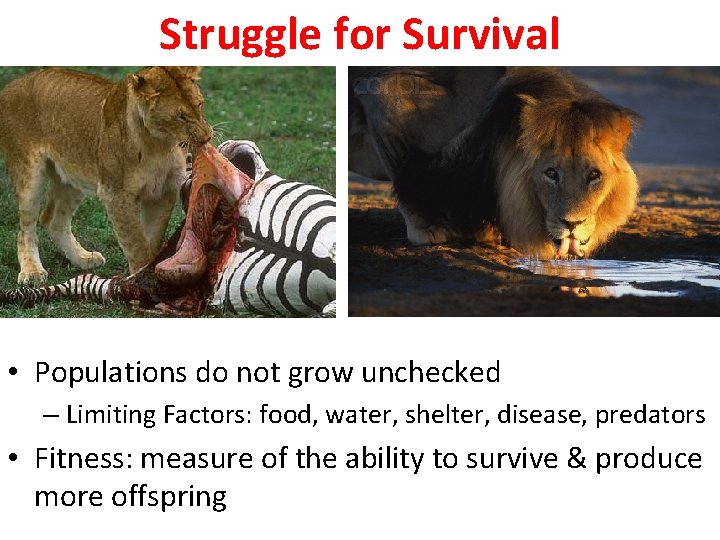Struggle for Survival • Populations do not grow unchecked – Limiting Factors: food, water,