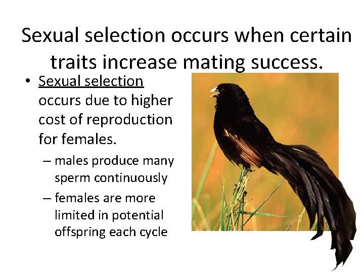 Sexual selection occurs when certain traits increase mating success. • Sexual selection occurs due