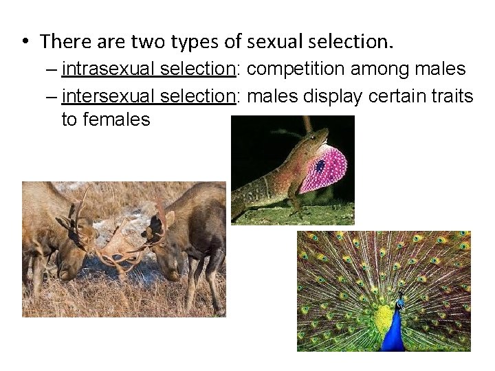  • There are two types of sexual selection. – intrasexual selection: competition among