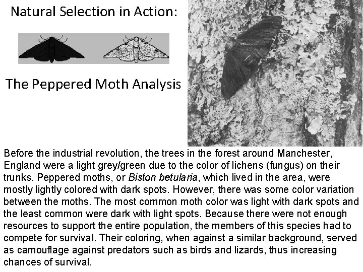 Natural Selection in Action: The Peppered Moth Analysis Before the industrial revolution, the trees