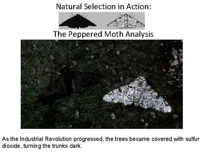 Natural Selection in Action: The Peppered Moth Analysis As the Industrial Revolution progressed, the