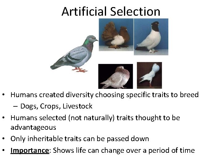 Artificial Selection • Humans created diversity choosing specific traits to breed – Dogs, Crops,