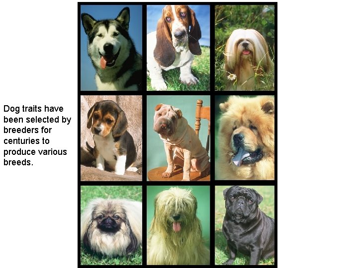 Dog traits have been selected by breeders for centuries to produce various breeds. 