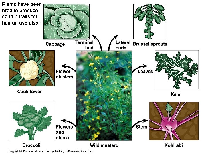 Plants have been bred to produce certain traits for human use also! 