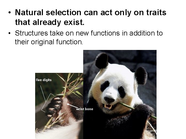  • Natural selection can act only on traits that already exist. • Structures